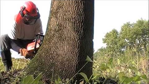 Felling big Ash Tree