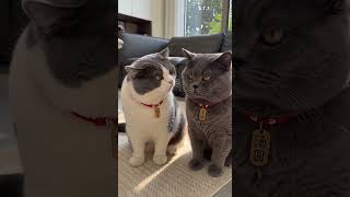 沙发又被抓烂了，是不是你干的！