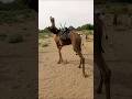 Girl Riding A Majestic Came Camel Animals Youtubeshorts فتاة تركب الجمل فيالصحرا Youtubeshorts 