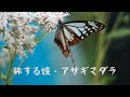 アサギマダラ