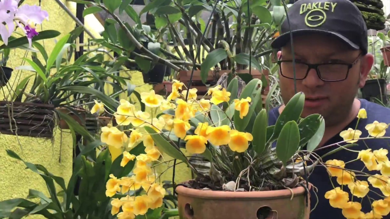 VOCÊ NÃO PODE PERDER DE VER ESSAS ORQUÍDEAS !! (ESPECIAL ENCYCLIA ) -  thptnganamst.edu.vn