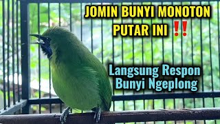 Cucak ijo mini nembak isian bagus buat PANCINGAN JOMIN BAHAN agar gacor