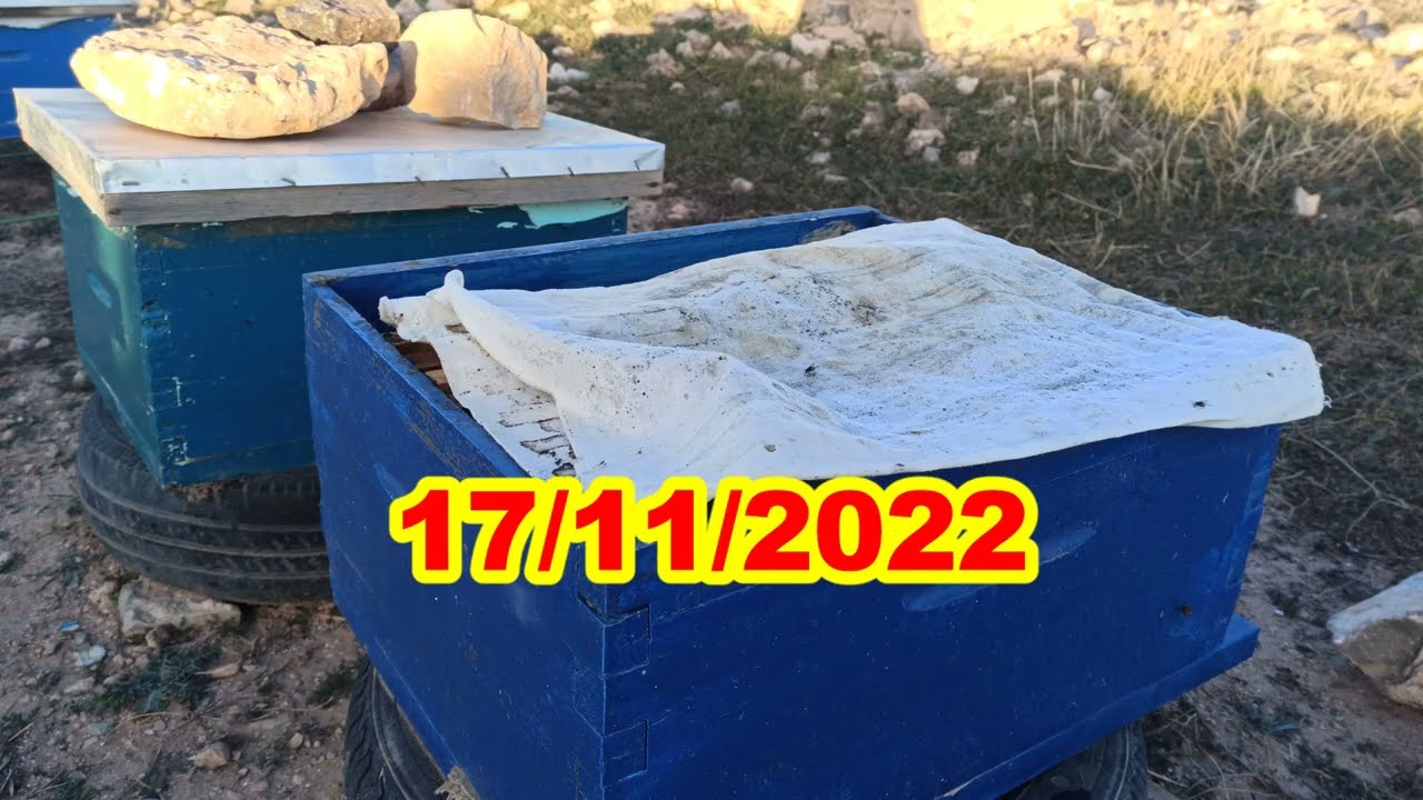 بداية تشتية خلايا النحل الضعيفة