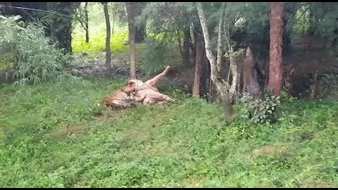 Watch the video about Moment Pack Of Bengal Cats On Rare White Tiger