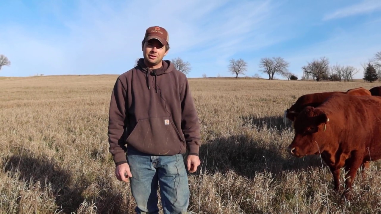 North Prairie Livestock Grazing Operation Introduction YouTube