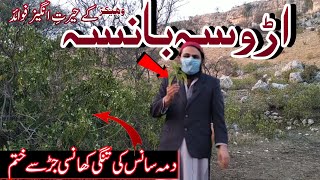 Adhatoda Vasica Benefits in Urdu Hindi | Burg e Aroosa Bansa Ke Fayde | Vasaka Benefits