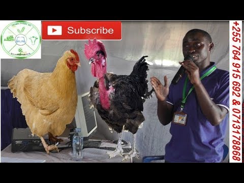 Video: Kile Unapaswa Kujua Kabla Ya Kupata Kuku Wa Nyumbani