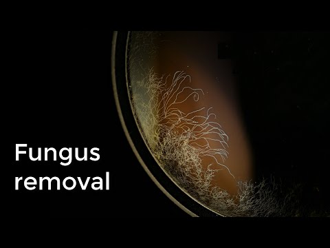 Lens repair : Fungus cleaning