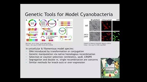 Genetic Engineering of Cyanobacteria || Algae Biotechnology