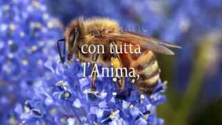 Rondò Veneziano: Gondole (Apis Mellifera) Le Api (Western Honey Bee)