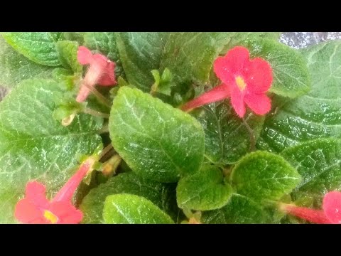 Video: Episcia Flame Violet Houseplants - Cách Trồng Cây Violet Ngọn lửa