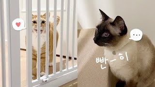 The Cats Are Slowly Getting Closer by 김메주와 고양이들 114,510 views 2 months ago 8 minutes, 7 seconds