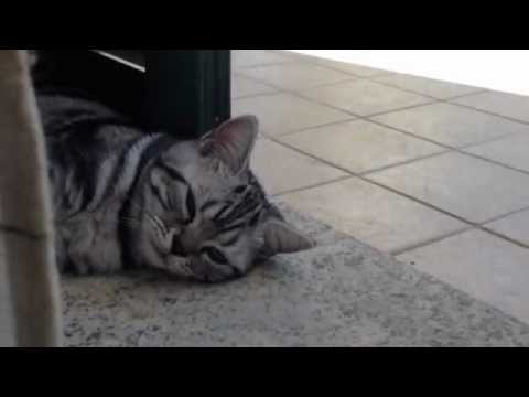 Video: Razze Di Gatti: Asian Tabby