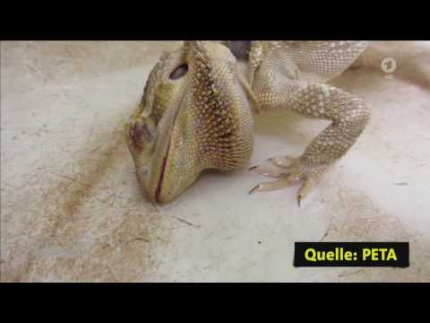 Video: Versteckte Gefahren Beim Besitz Eines Reptils