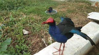 Kabar Terbaru TEntang Burung Mandar Biru Teryata masih jinak Jinak