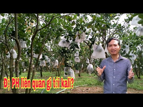 Video: Kali có làm giảm độ pH không?