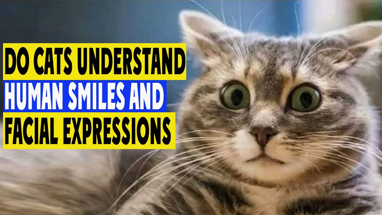 Do cats understand human smiles?