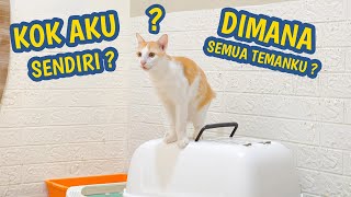 KUCING INI TIDAK BISA HIDUP SENDIRI , INI YANG DIA LAKUKAN