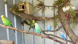 Budgie TV: Budgie Sounds To Help Your Bird Talk