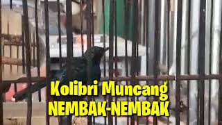 Download Lagu Suara Kolibri Muncang Isian Tembakan Full MP3 Download Lagu Suara Kolibri Muncang Isian Tembakan Full MP3