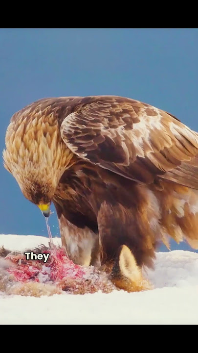 Download lagu Do You Know These Shocking Facts About the Golden Eagle? 🦅🔥 #facts #shorts
