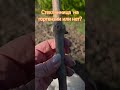 Кто ест мои гортензии??🤔🤔 #гортензияметельчатая
