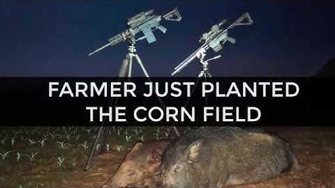 2 Hogs in a Freshly Planted SC Corn Field
