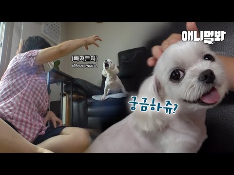 할머니 손가락만 보면 우리집 강아지가 이상해집니다.ㅣAn Angel <strong>Dog</strong> That Turns Into A <strong>Devil</strong> For One Person