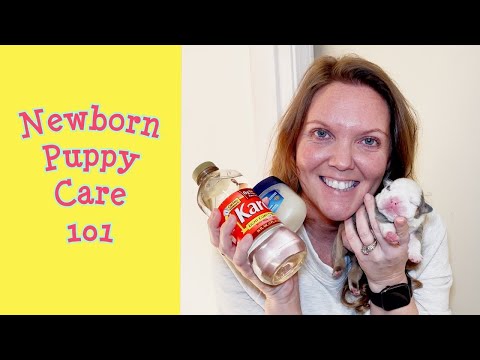 How To Care For Newborn Puppies Ep 2 Potty Time