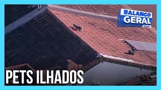 Helicóptero da RECORD flagra cachorros ilhados em telhados após enchente