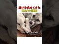 野良犬が助けを求めてきた！感動の理由 #犬 #野良犬 #感動 #動物 #保護 #子犬 #家族 #癒し #shorts #犬のいる生活