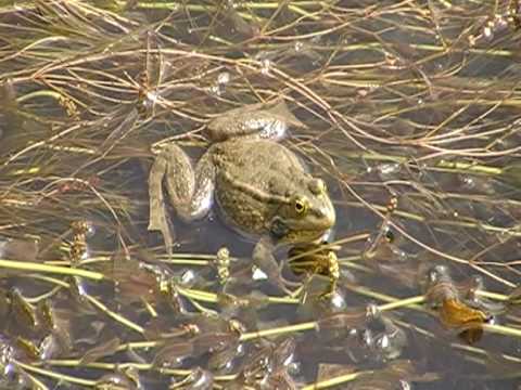 וִידֵאוֹ: קרפדות וצפרדעים - על יתרונותיהן בגינה