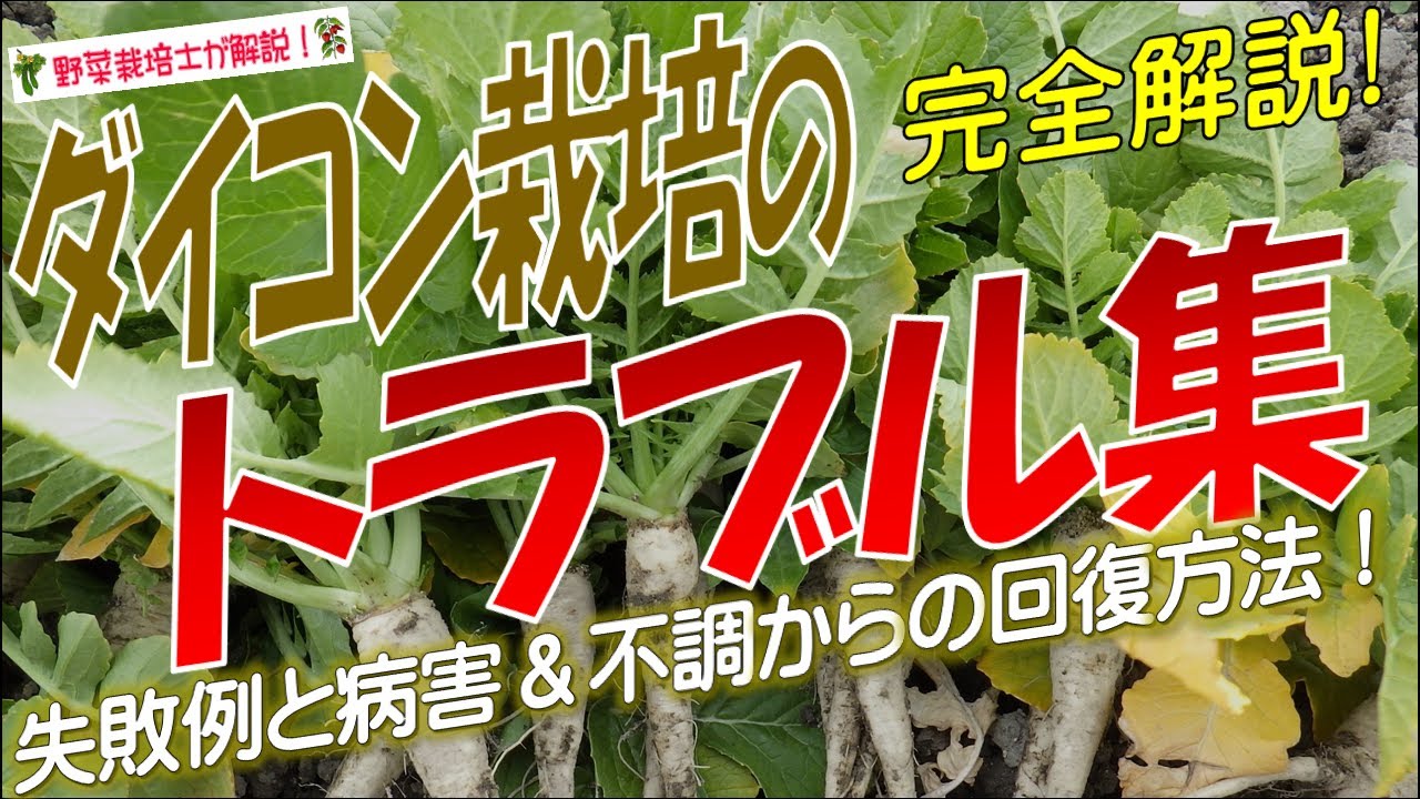 大根 栽培 失敗