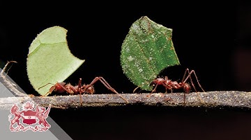 Conference: Evolution ‘On Purpose’: Teleonomy in Living Systems (Part 5)