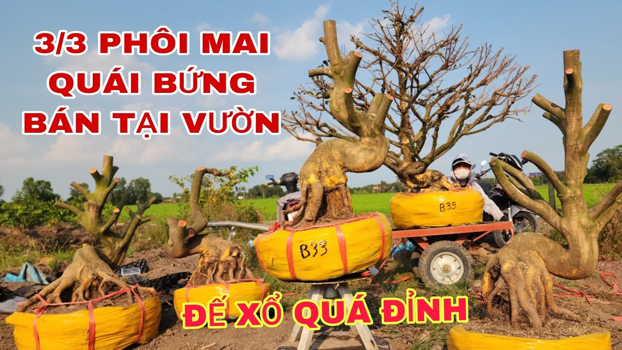 3/3_Phôi mai quái bứng bán tại vườn đế xổ quá đỉnh ☎0907813169