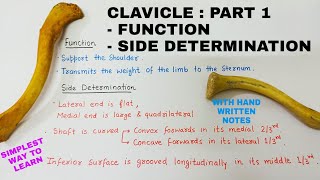 CLAVICLE : PART 1 | BONES ANATOMY