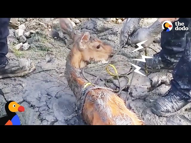 Deer Sinking In Mud Pit Couldnt Even Move Until These Guys Showed Up | The Dodo