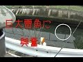 鯰&雷魚fishing 巨大雷魚に興奮 catfish snakehead fishing