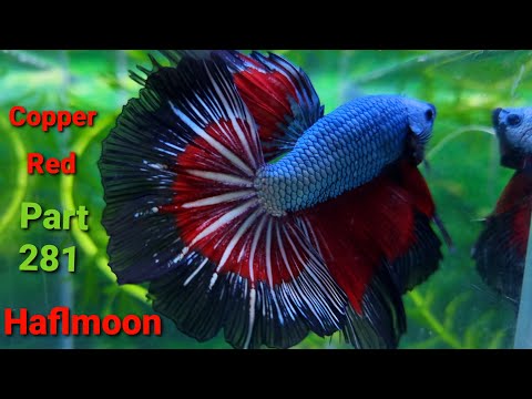 Video Part 281 Betta Copper Red Haflmoon, Cá Betta Koi nemo... - youtube