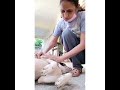 33 Dog swelling treatment 2