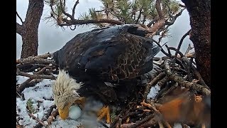 3-6-19 Big Bear Eagles~  Jackie Lays Her First Egg Of The Season!