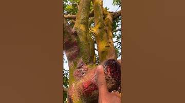 Phục hồi cây Mai Vàng bị suy ở Vĩnh Cửu Đồng Nai|Vùng Đất Rồng