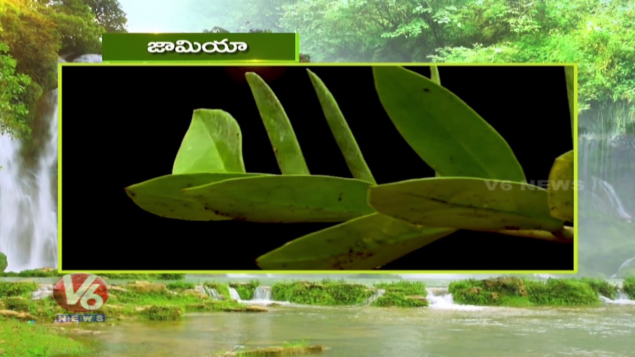 Advantages & Disadvantages Of Zamia (Cardboard) Palm | Inti Mokkalu | V6 News