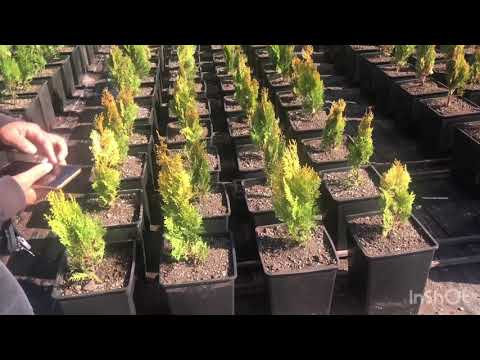 Video: Karaçam Ağacı Nedir - Karaçam Ağacı Gerçekleri ve Karaçam Ağacı Türleri