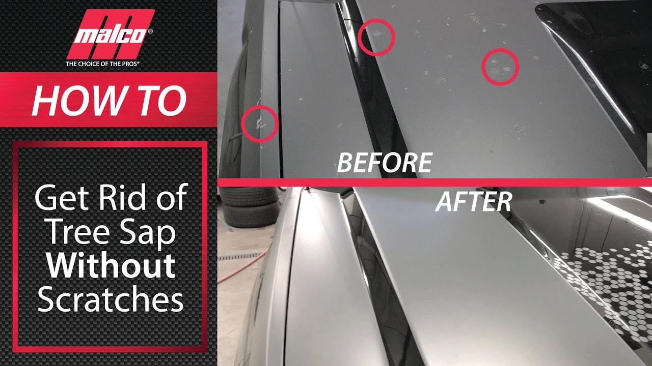 🌲💦 How To Remove Tree Sap From Your Car Safely Without Damaging The  Paint!