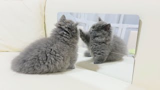 Curious kitten Zoro first meets Mirror