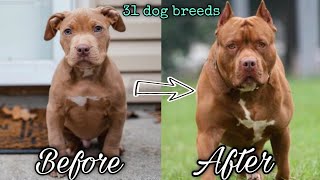 31 Dog Breeds, Before and After| Puppy to Adult Growing up. #Dog#Dogbeforeandafter#puppytoadult screenshot 4