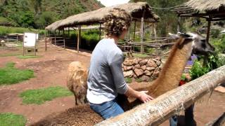 Ride a llama in Peru