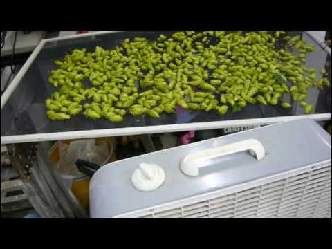 Brewing with Bobby - 2009 Hop Harvest