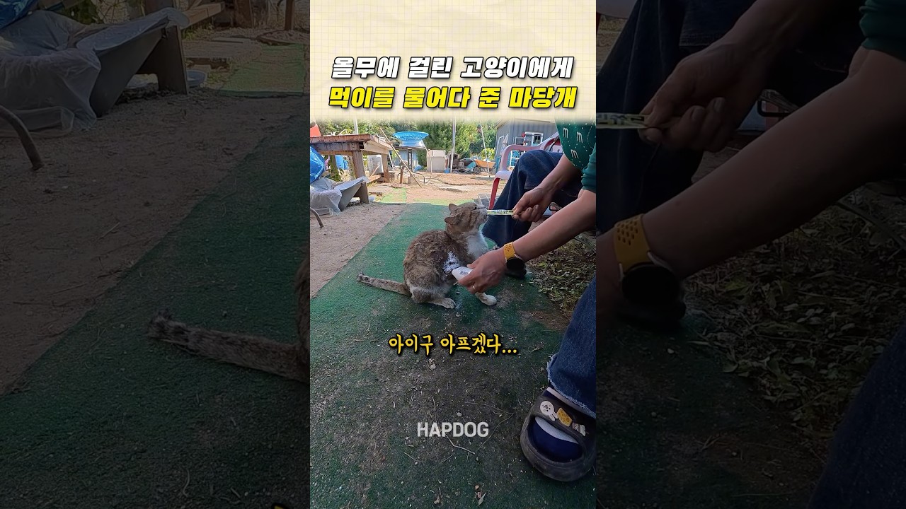 올무에 걸린 고양이에게 먹이를 물어다 준 마당개
